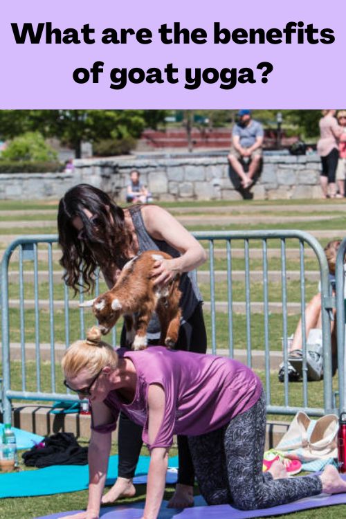 What are the benefits of goat yoga