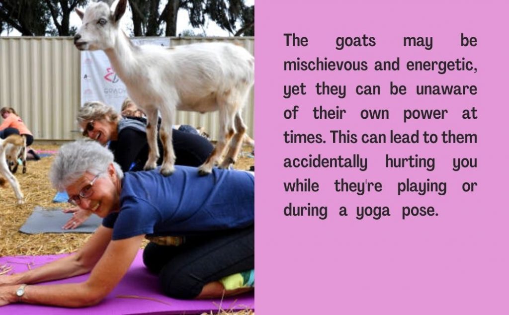 Why goat yoga is bad