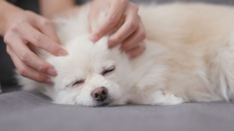 How to give your dog a foot massage?